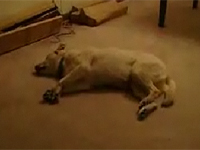 1lg_schlafender_hund.jpg
