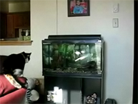 7w5_katze_aquarium.jpg