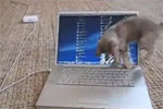 g3j_katze_gegen_laptop.jpg