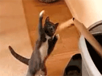 jdb_boxende_katze.gif