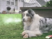 kx1_rauchender_hund.gif